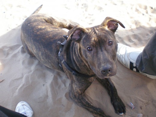 Oddie en la playa...
